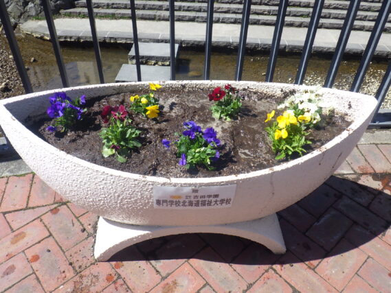 ビオラが植え込まれた舟形コンテナ