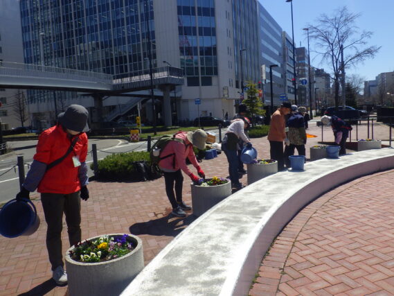 まんなか広場のコンテナにビオラを植え込む花くらぶ