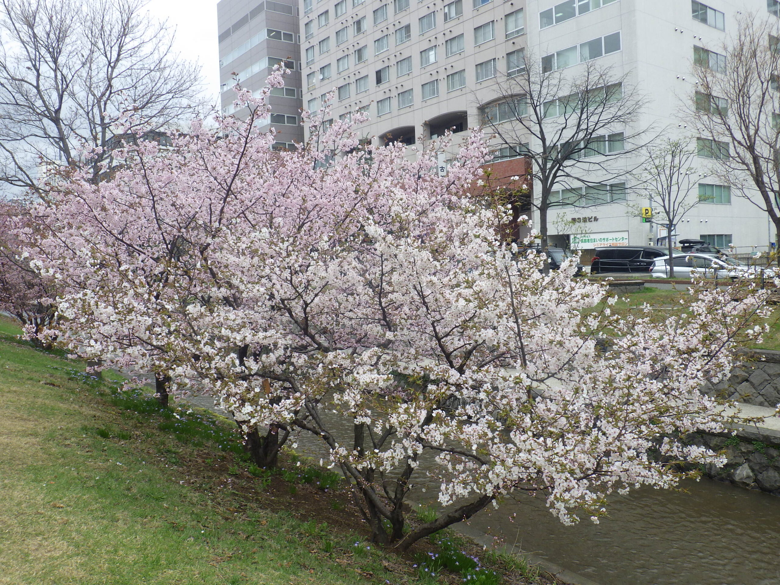 桜 まるっ ❀·°　0908 楽天市場】自宅でお花見サクラ鉢植え盆栽タイプ桜 2026年3月下旬～4月