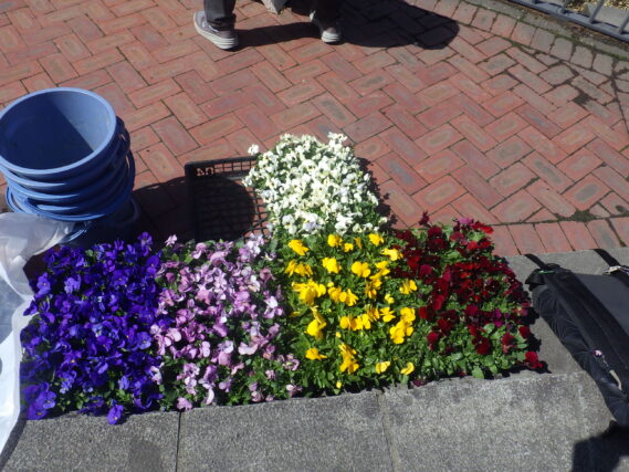 これから植え込みをするビオラの花苗