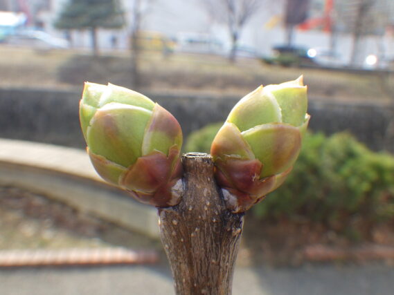 ライラックの芽の様子