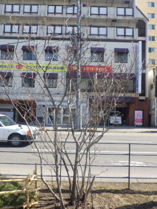 冬コ哀を外されたライラック