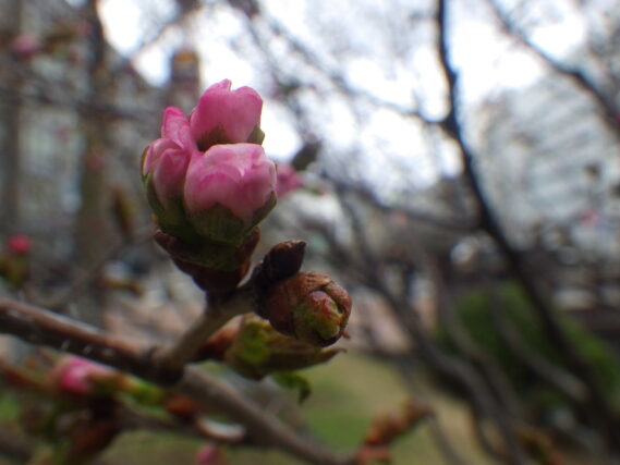 4月19日のチシマザクラのつぼみの様子
