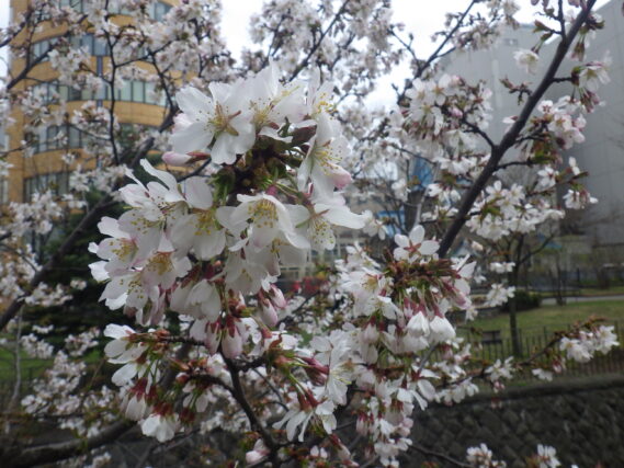 北2条ブロック西側のチシマザクラの花