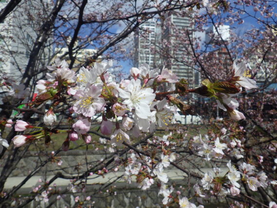 「サクラが咲いています」の画像