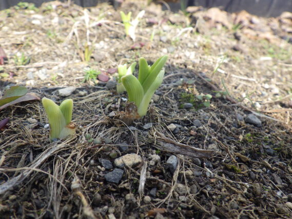ヘメロカリスの芽が出た様子