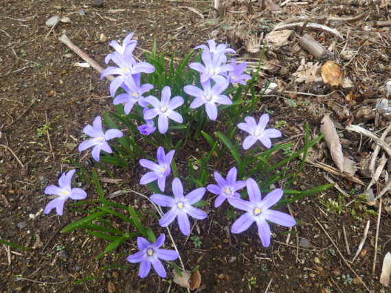 チオノドクサの花が咲いている様子
