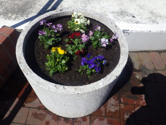 ビオラが植え込まれた白丸コンテナ