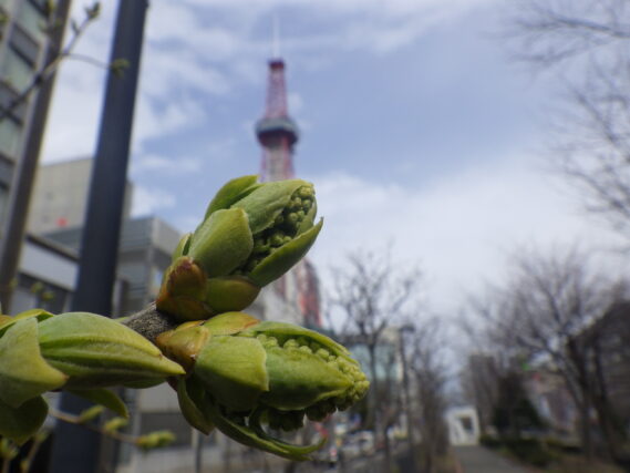 ライラックの花芽が膨らんでいる様子