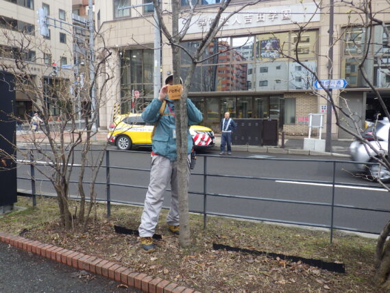 樹名板取付を行う植物ボランティア