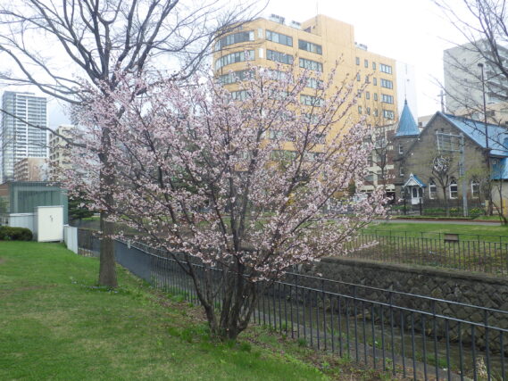 4月25日の北2条ブロックのチシマザクラの咲いている様子