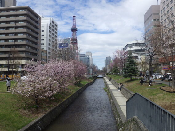 南2条西側のチシマザクラが咲いている様子