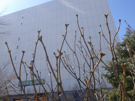 プレジデントリンカーンの芽