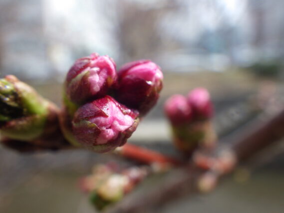 チシマザクラのつぼみがピンクに色づいている様子