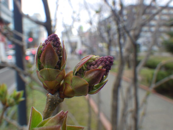 4月19日のライラックフランクフルターフリューリンクのつぼみの様子