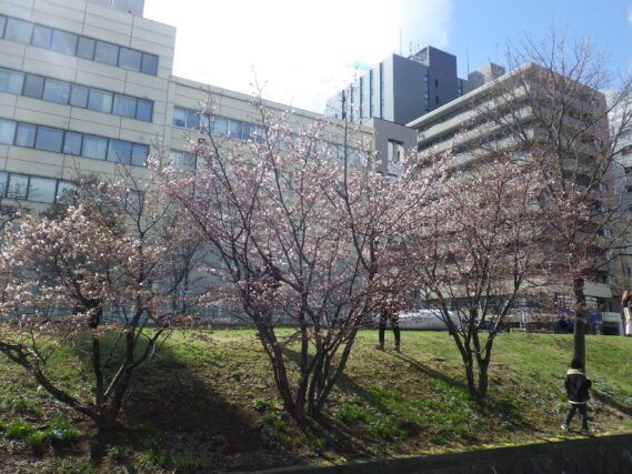 4月23日のチシマザクラの咲いている様子