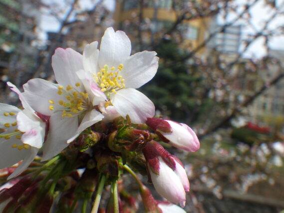 4月23日のチシマザクラの花