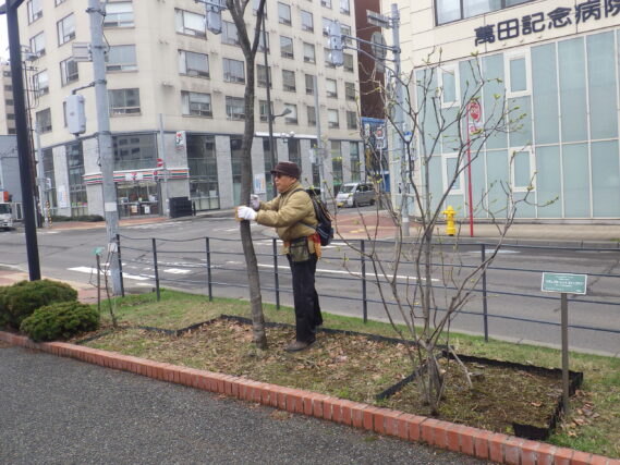 ハシドイの樹名板付けをする植物ボランティア