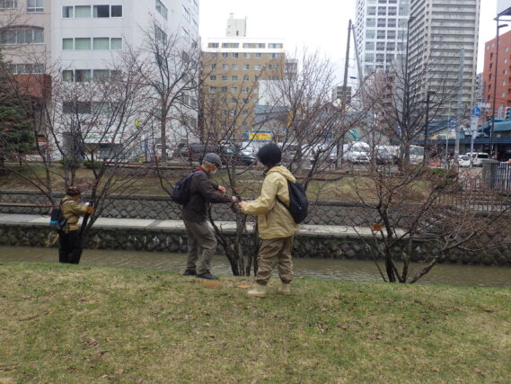 チシマザクラの樹名板付けをする植物ボランティア
