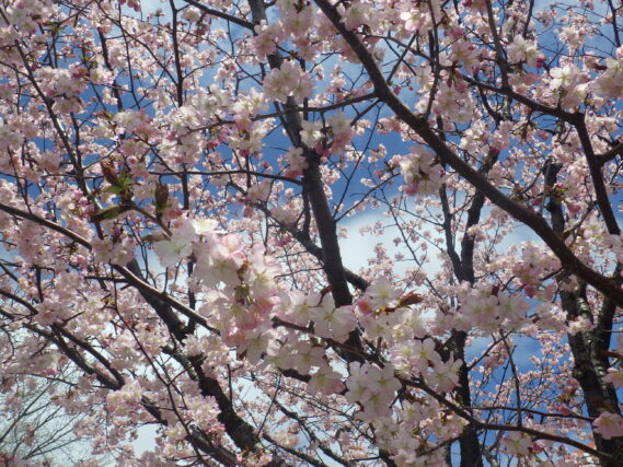北1条西側のエゾヤマザクラの花