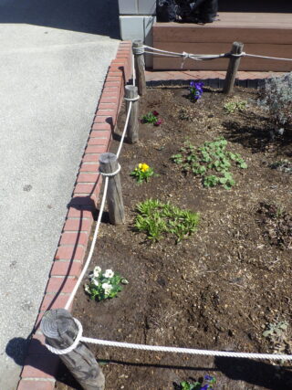 ビオラが植え込まれた北の花壇