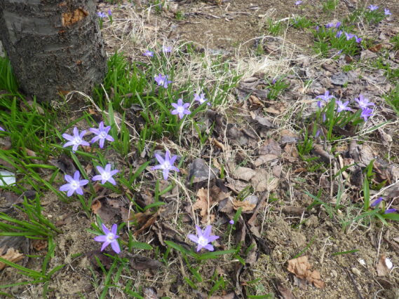 チオノドクサの花が咲いている様子