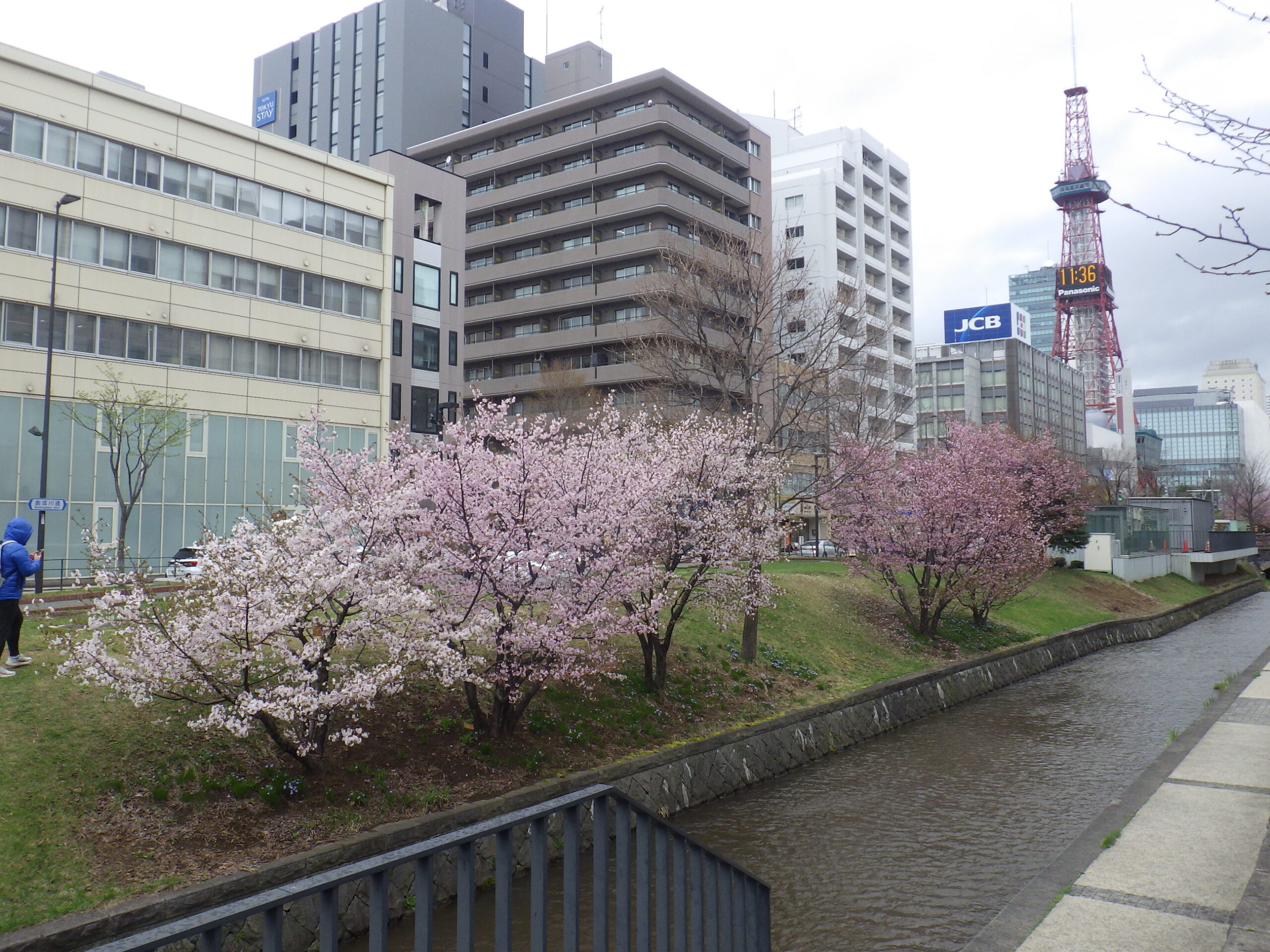 小雨の中満開を迎える桜 | 創成川公園
