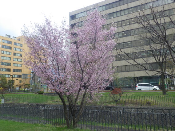 4月25日の北2条ブロックのチシマザクラの咲いている様子