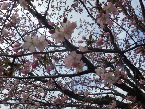 4月23日のエゾヤマザクラの花