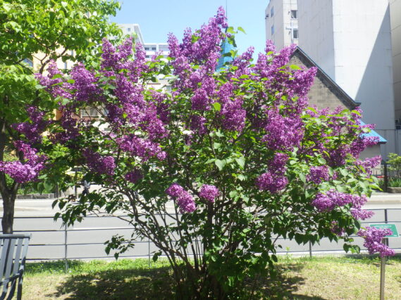 令和６年のライラック「ポカホンタス」の咲いている画像