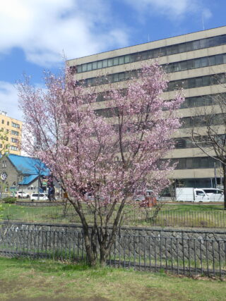 北2条ブロック西側のチシマザクラが咲いている様子