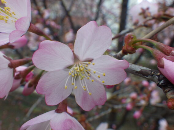 南2条西側のチシマザクラの花