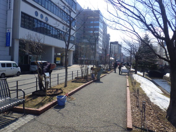 ４月１日に南１条でライラックの冬囲い外しをする植物ボランティア