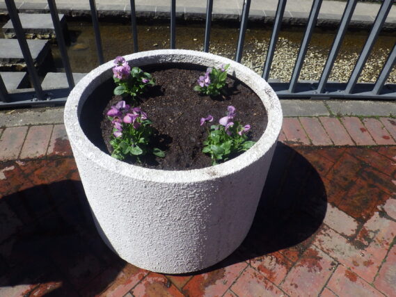 ビオラが植え込まれた白丸コンテナ