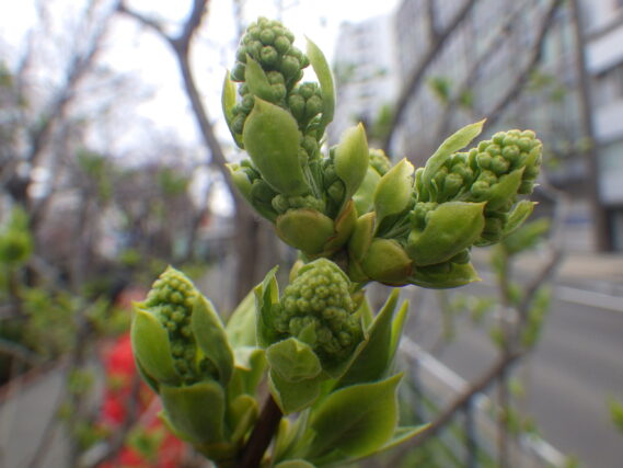 4月19日のライラックイーディスガヴェルのつぼみの様子