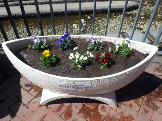 ビオラが植え込まれた舟形コンテナ