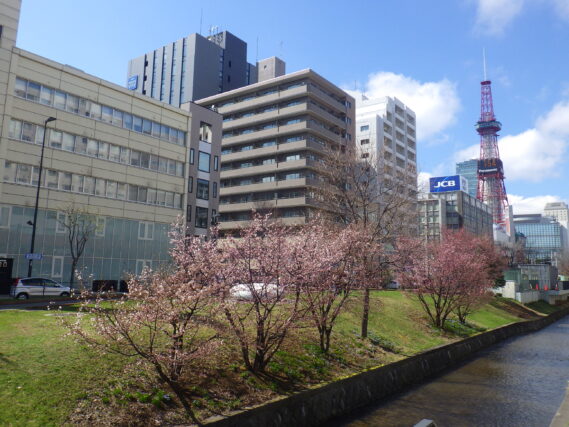 4月23日のチシマザクラの咲いている様子