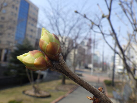 ライラックの芽の様子