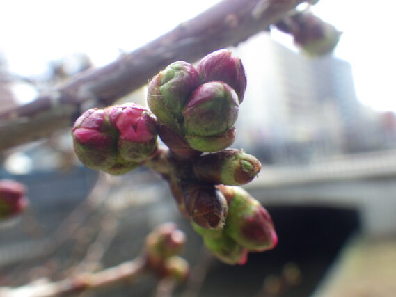 チシマザクラのつぼみがピンクに色づいている様子