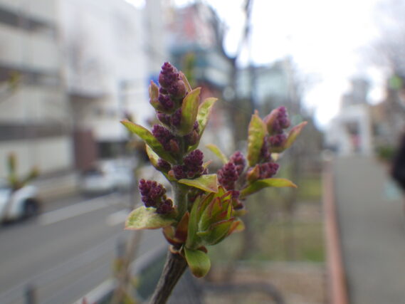 4月19日のライラック四季藍のつぼみの様子