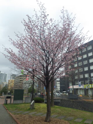4月25日の大通ブロックのエゾヤマザクラの咲いている様子