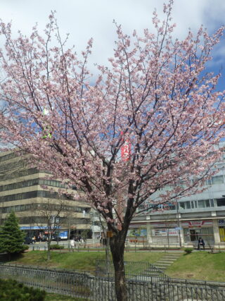 北1条西側のエゾヤマザクラが咲いている様子