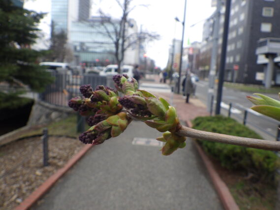 4月19日のライラックエズタースティリーのつぼみの様子
