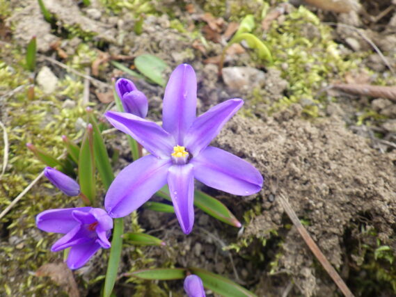 チオノドクサの花
