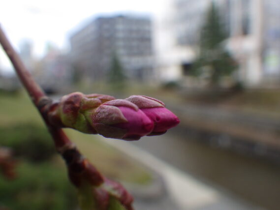 4月19日のエゾヤマザクラのつぼみの様子