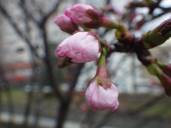 4月19日のチシマザクラのつぼみの様子