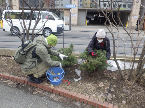 4月2日に南4条でモンタナマツの冬囲い外しをするお助け隊