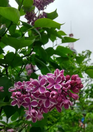 ライラック投稿写真「センセーション」