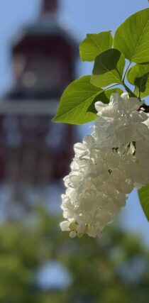 ライラック投稿写真「青春の喜び」