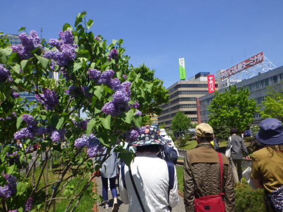 夏の公園とライラックツアーの様子